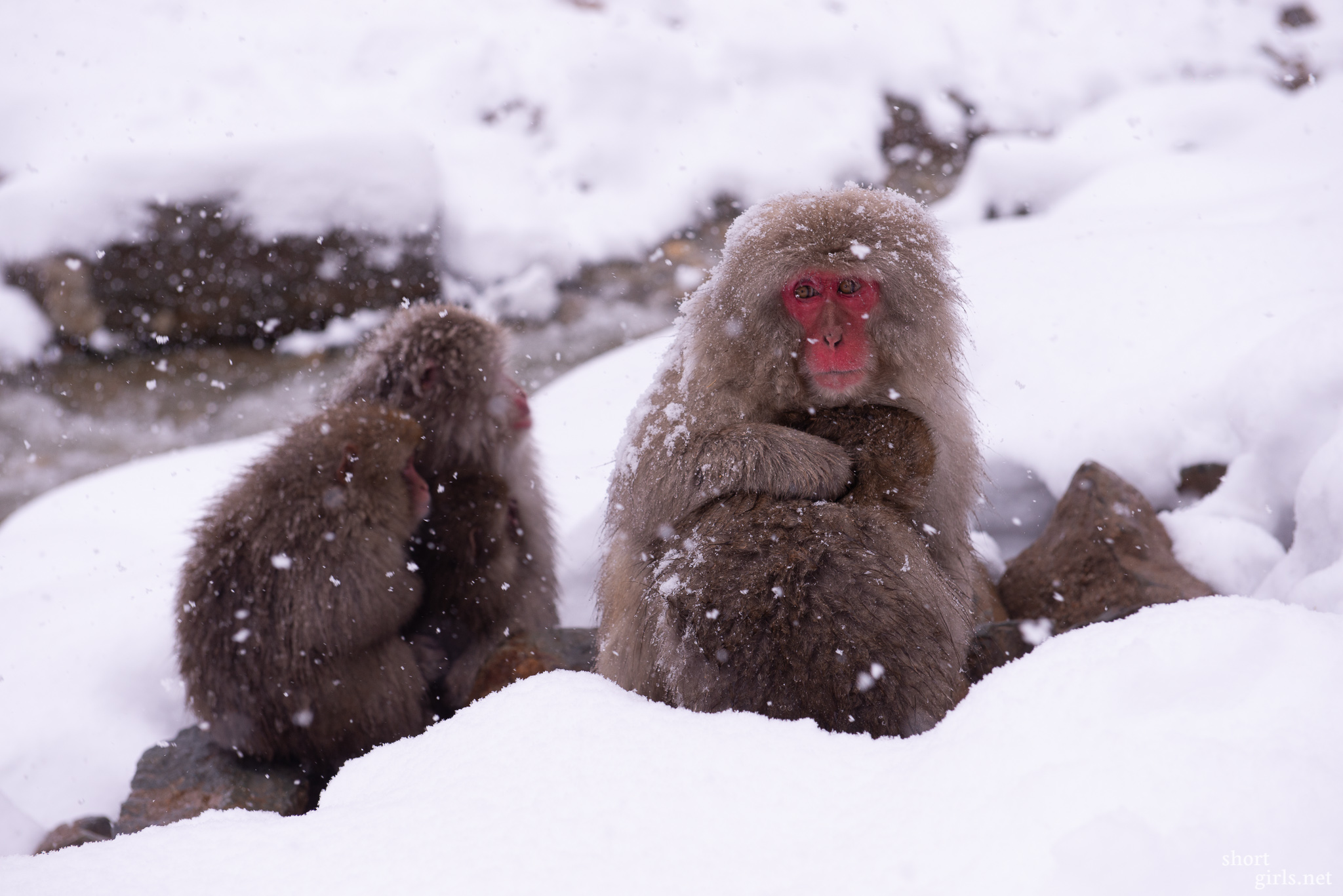 Day 17 – Snow monkeys at Jigokudani Onsen
